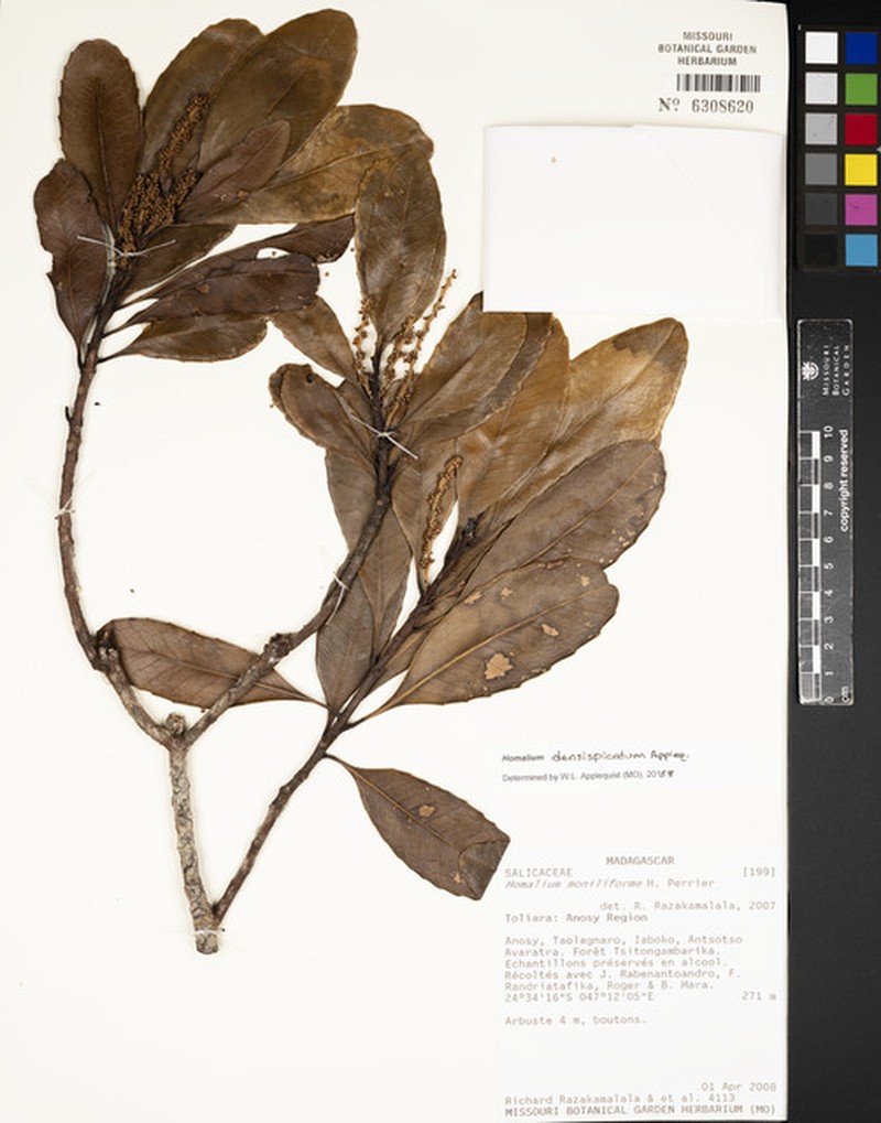 Homalium densispicatum photo 3