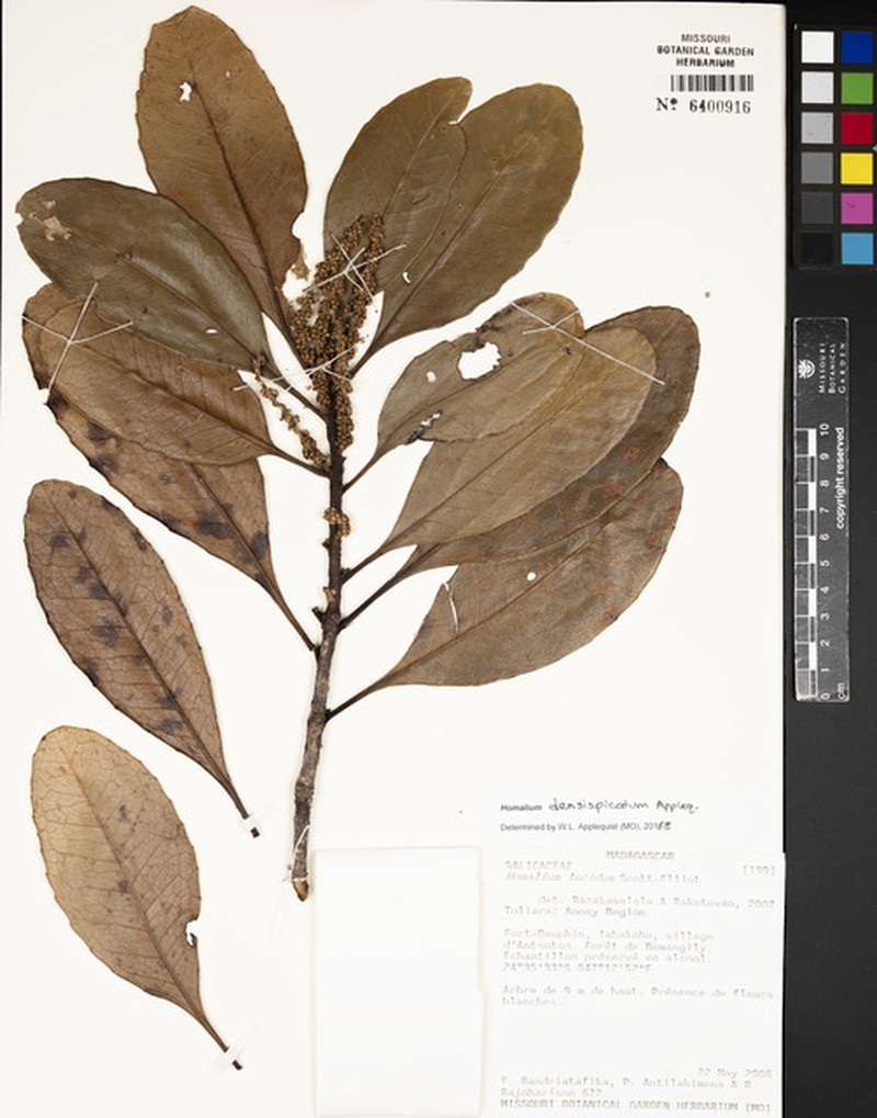 Homalium densispicatum photo 4
