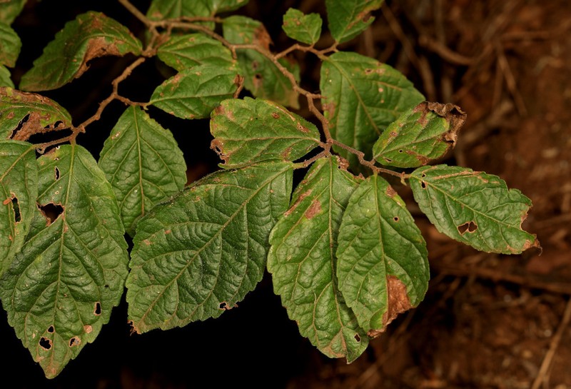 Homalium dentatum