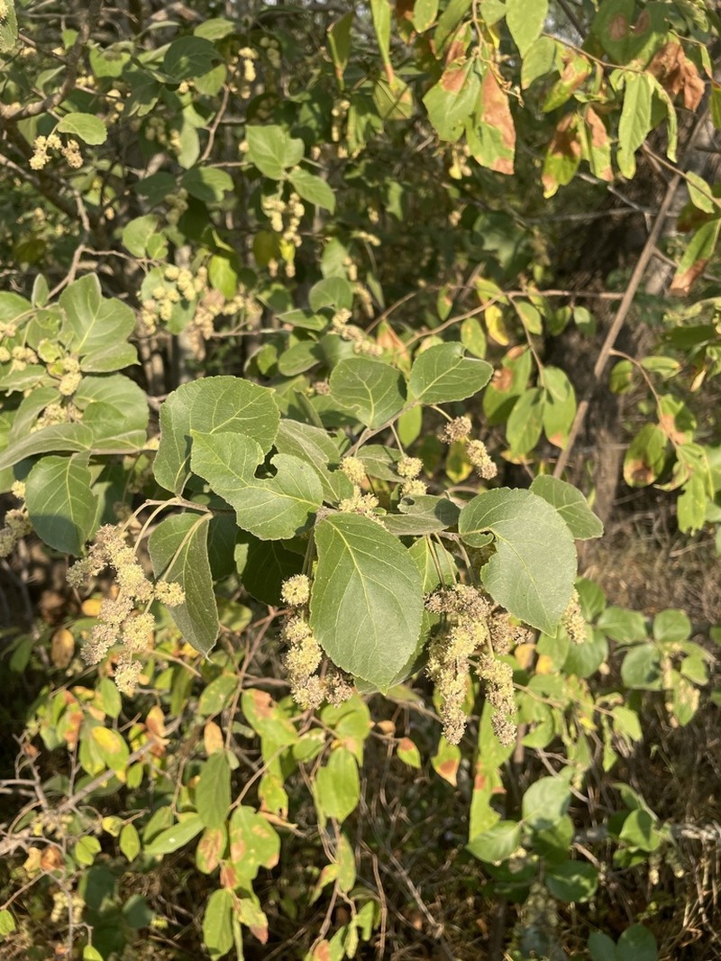 Homalium dentatum photo 2