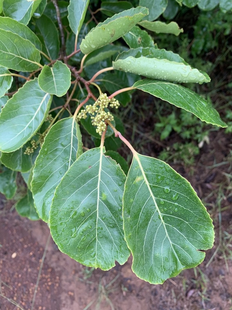 Homalium dentatum photo 3