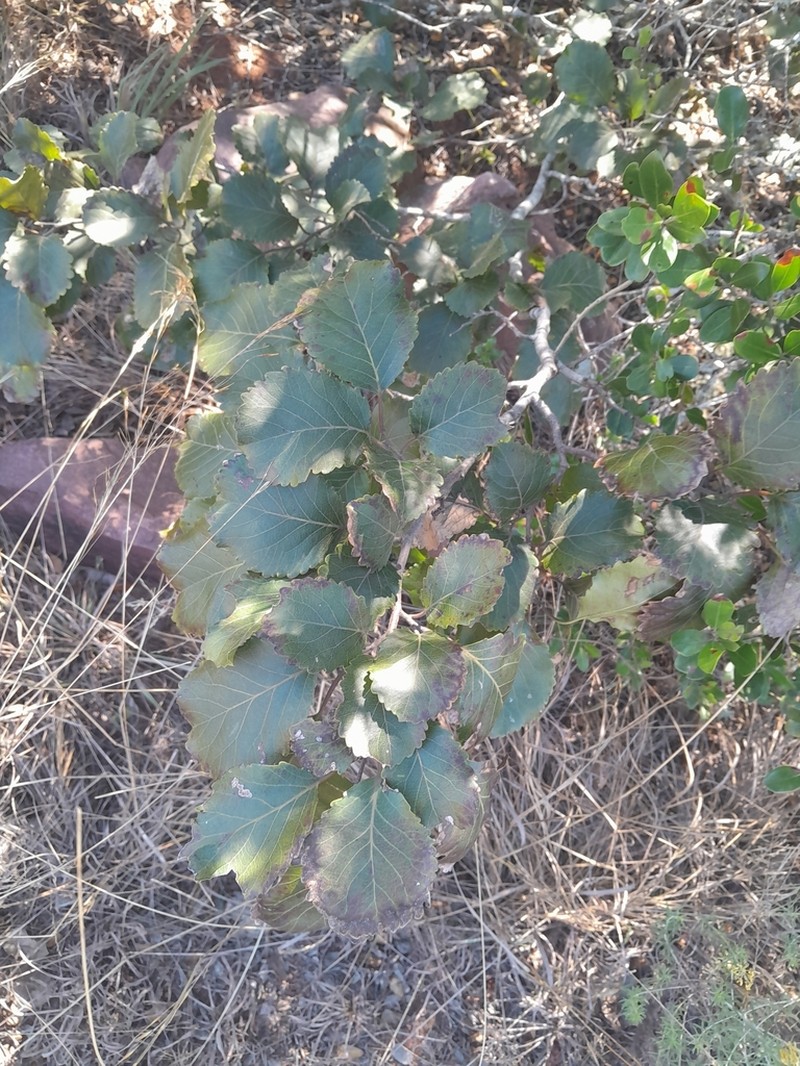 Homalium dentatum photo 4