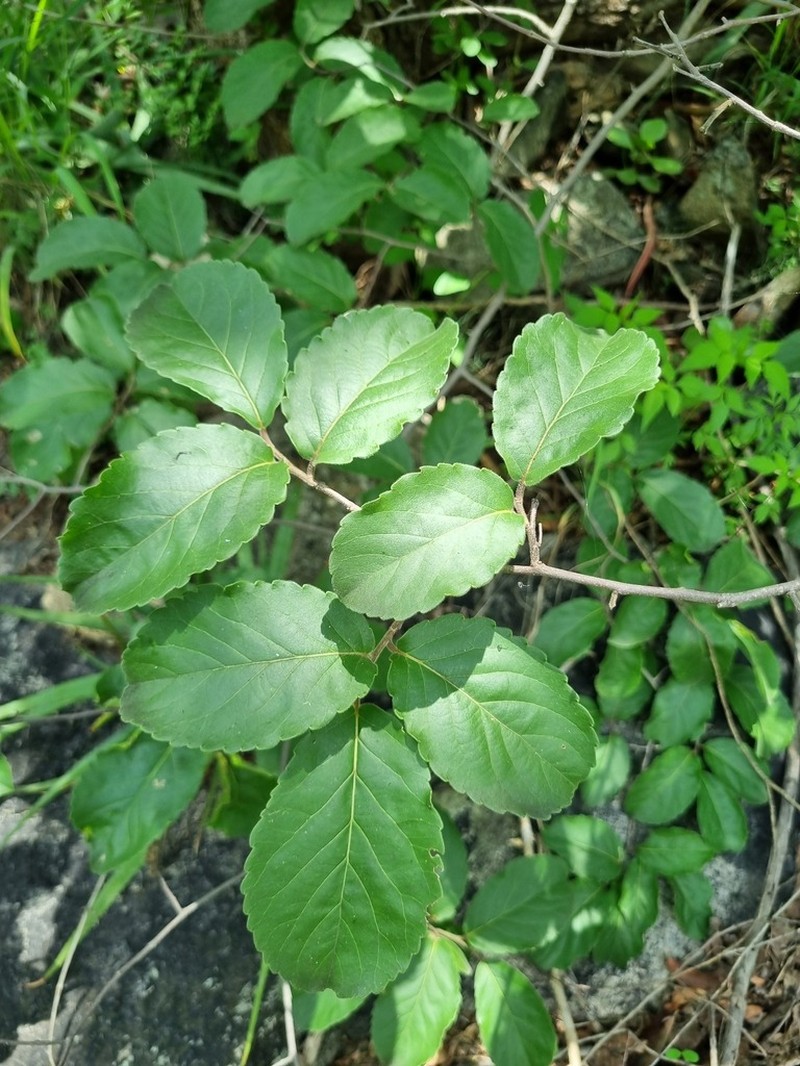 Homalium dentatum photo 5