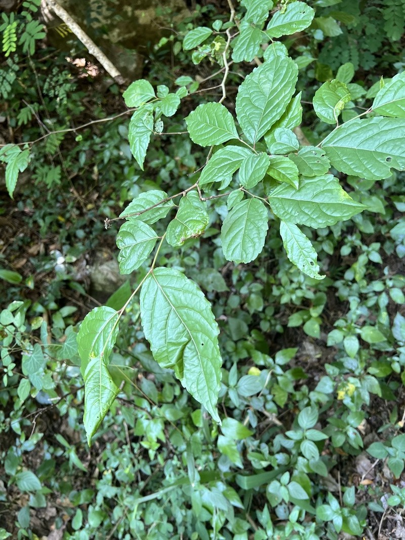 Homalium dentatum photo 6
