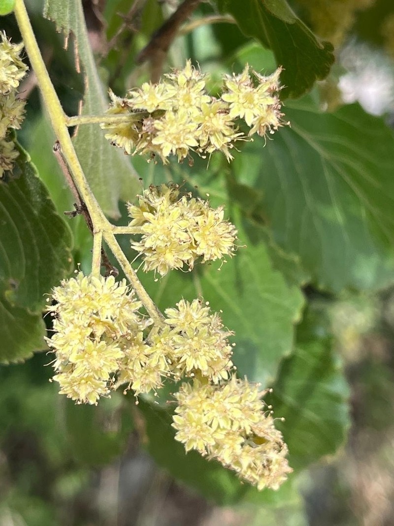 Homalium dentatum photo 7