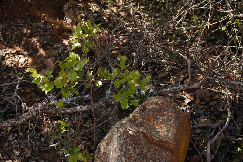 Homalium dentatum photo 8