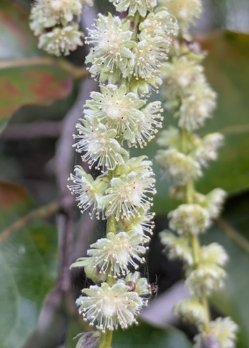 Homalium deplanchei photo 2