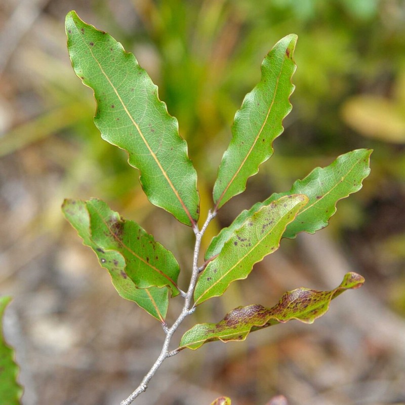 Homalium deplanchei photo 3
