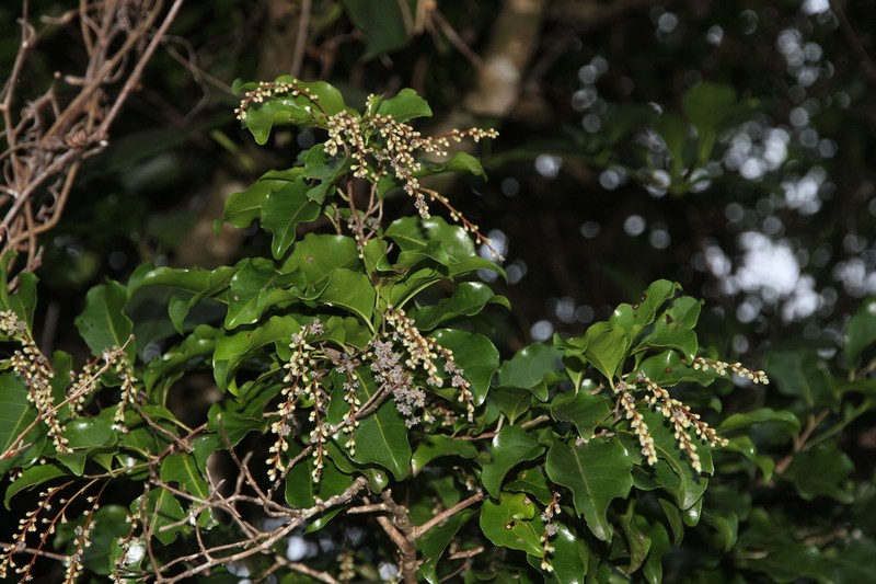 Homalium deplanchei photo 4