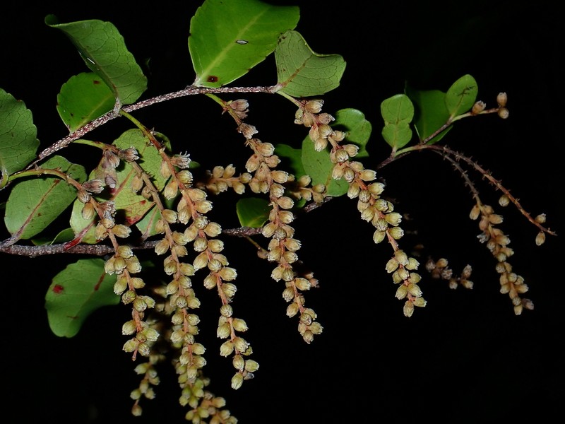 Homalium deplanchei photo 5