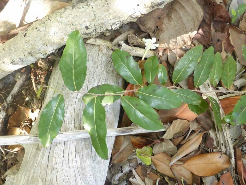 Homalium deplanchei photo 8