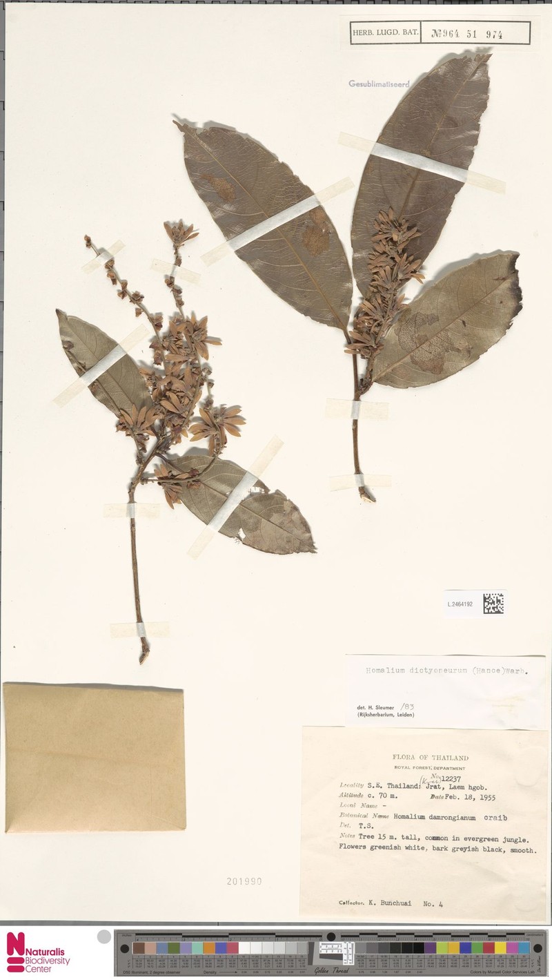 Homalium dictyoneurum