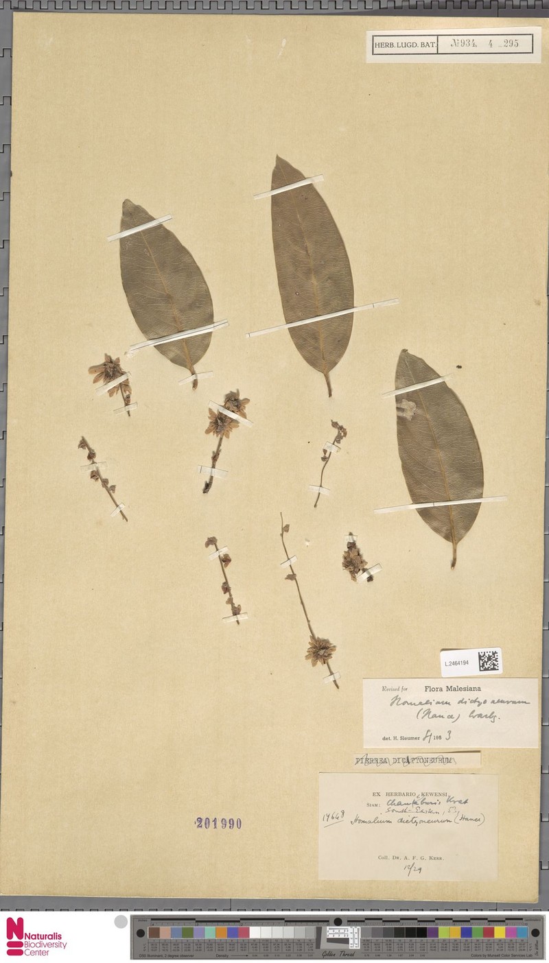 Homalium dictyoneurum photo 2