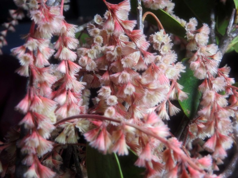 Homalium erianthum