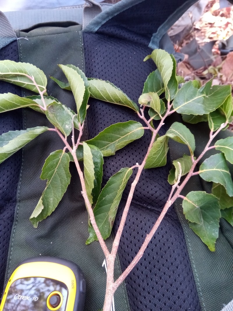 Homalium erianthum photo 2
