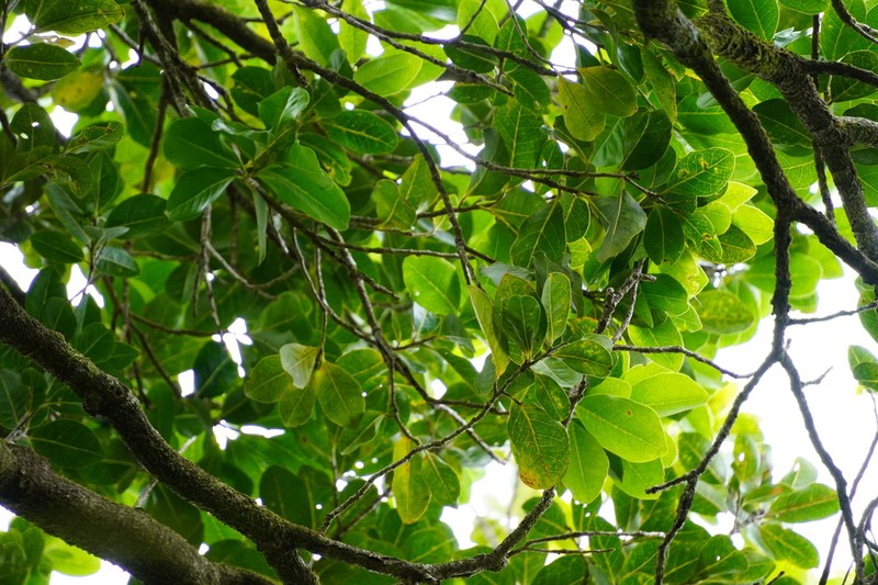 Homalium erianthum photo 3