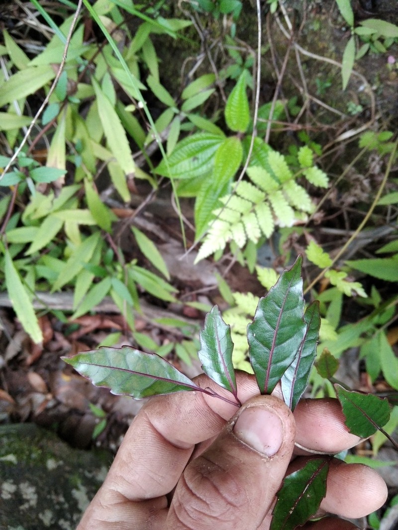 Homalium erianthum photo 4