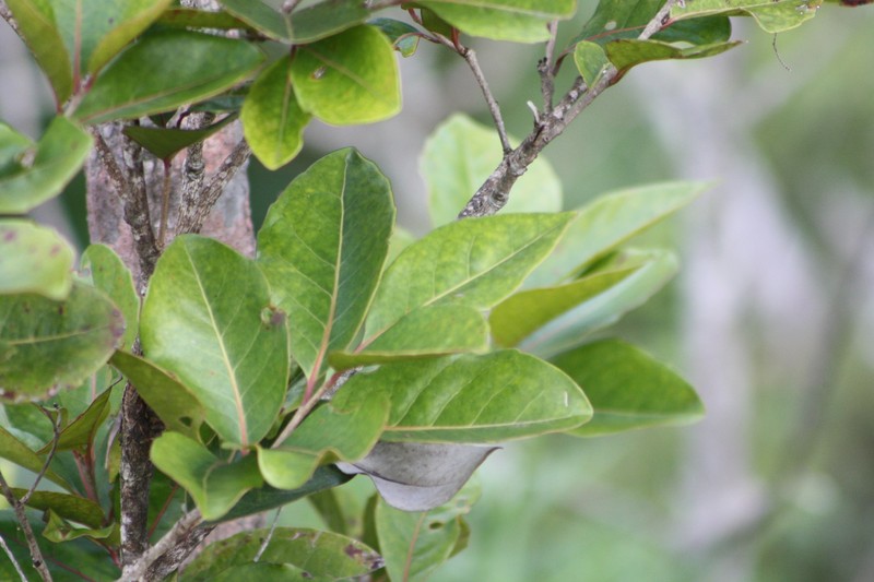 Homalium erianthum photo 5