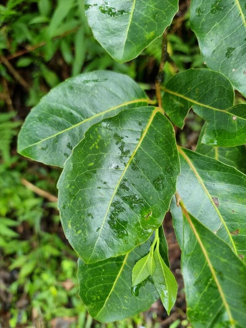 Homalium erianthum photo 6