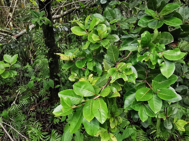 Homalium erianthum photo 7