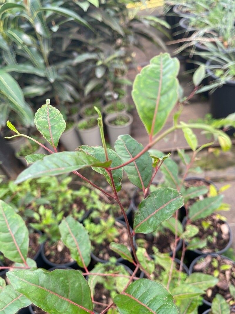 Homalium erianthum photo 8