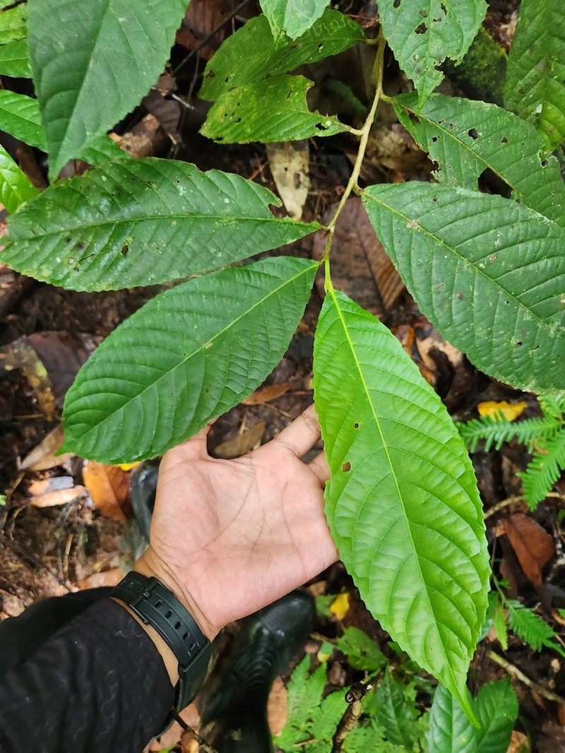 Homalium foetidum photo 2