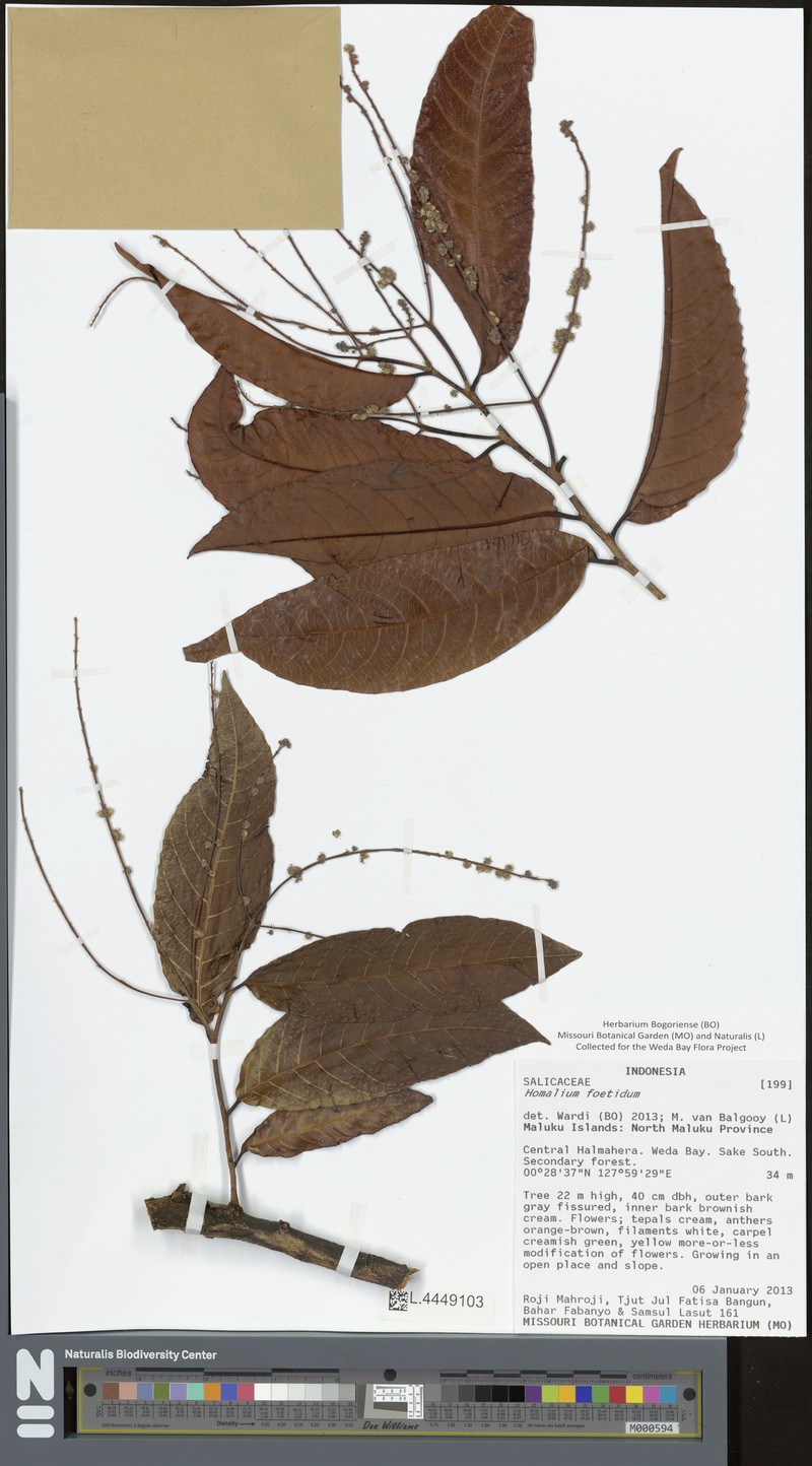 Homalium foetidum photo 7