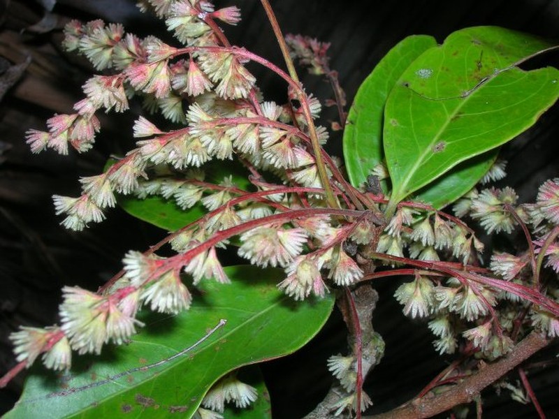 Homalium fortunatii