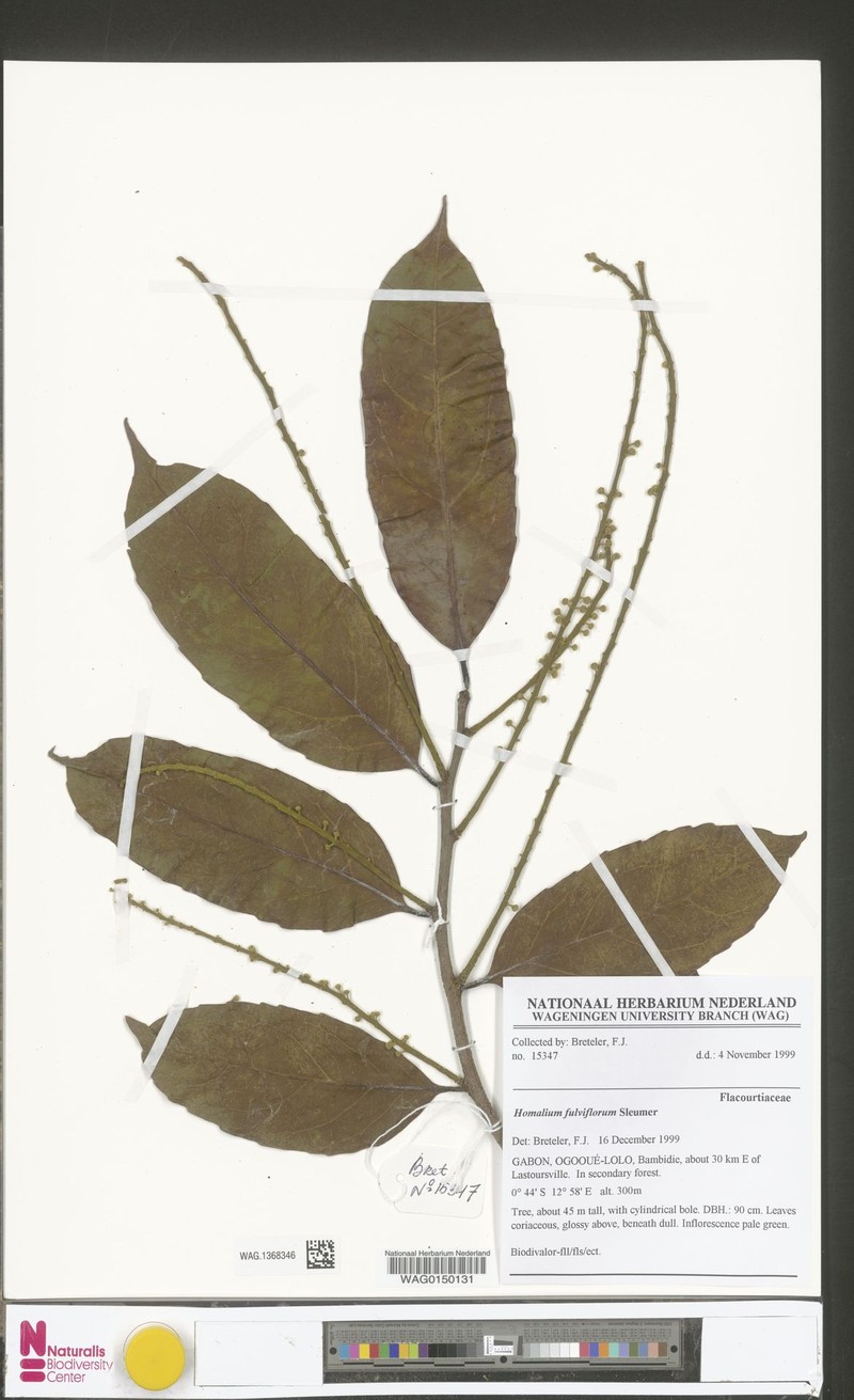 Homalium fulviflorum