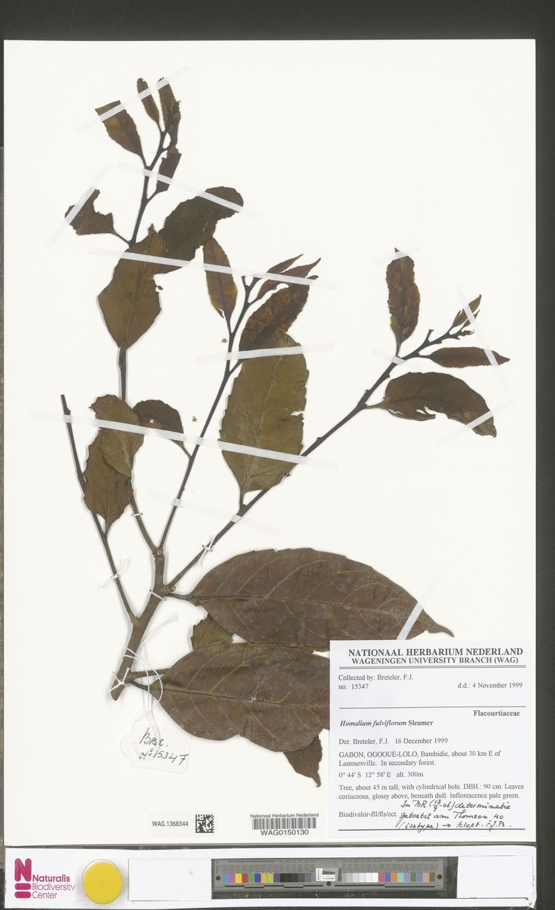 Homalium fulviflorum photo 2
