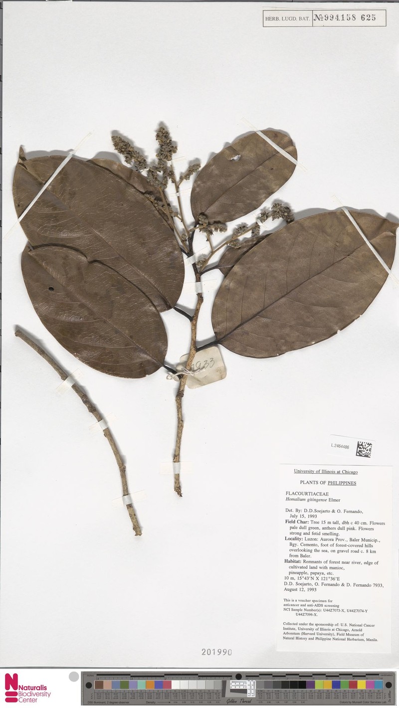 Homalium gitingense