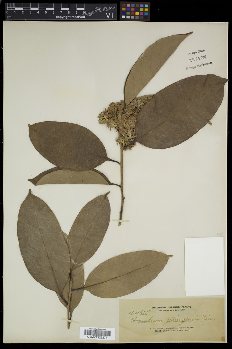 Homalium gitingense photo 3