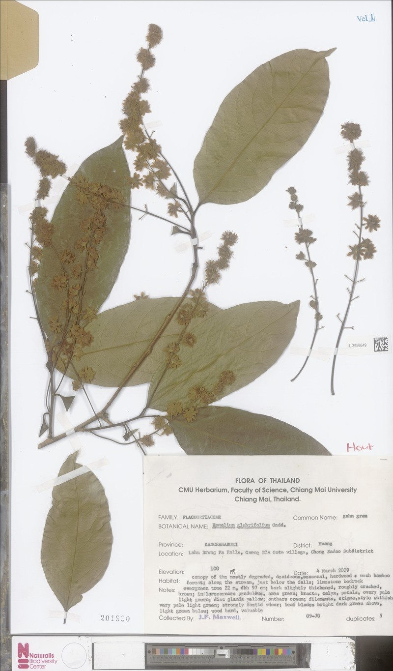 Homalium glabrifolium