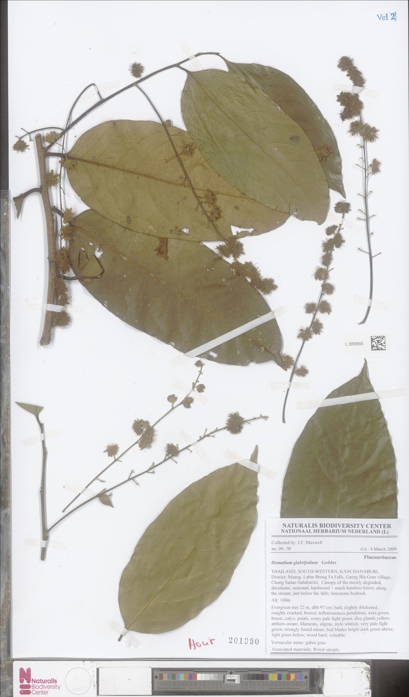 Homalium glabrifolium photo 2