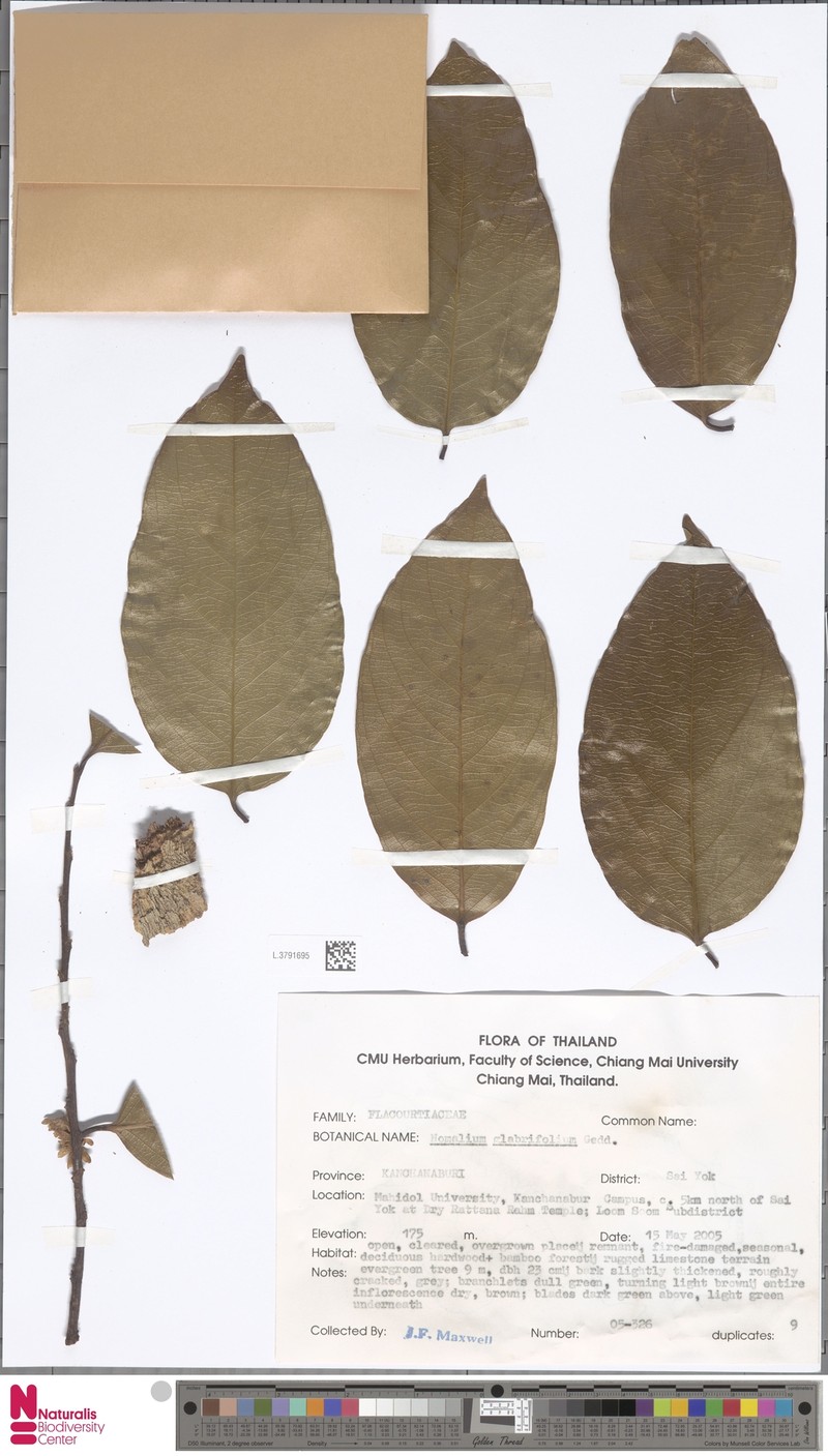 Homalium glabrifolium photo 3