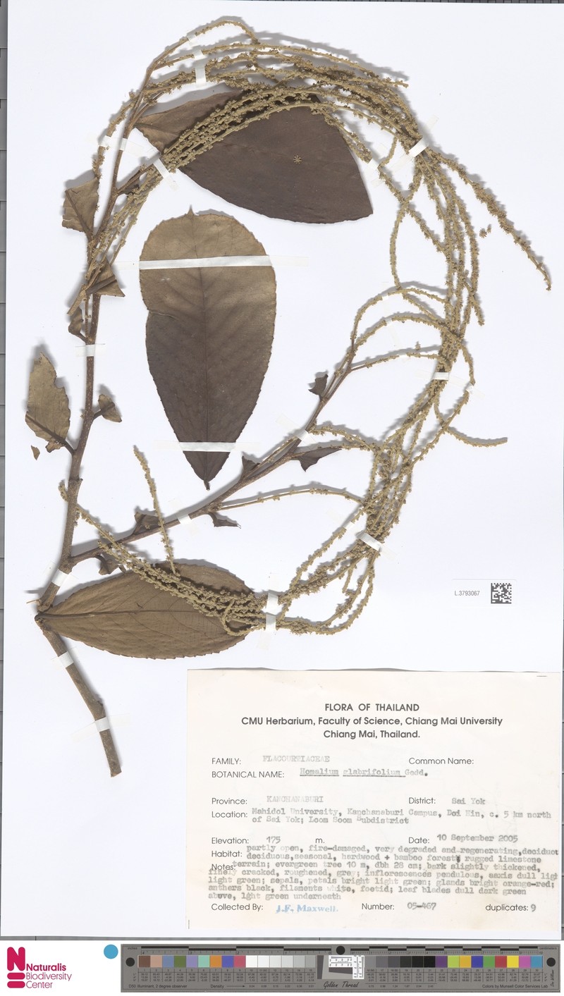 Homalium glabrifolium photo 4