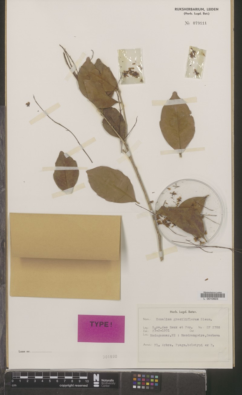 Homalium graciliflorum