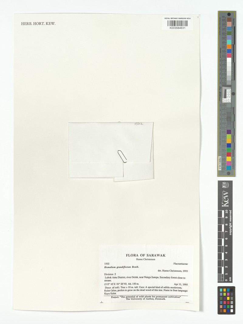 Homalium grandiflorum photo 4