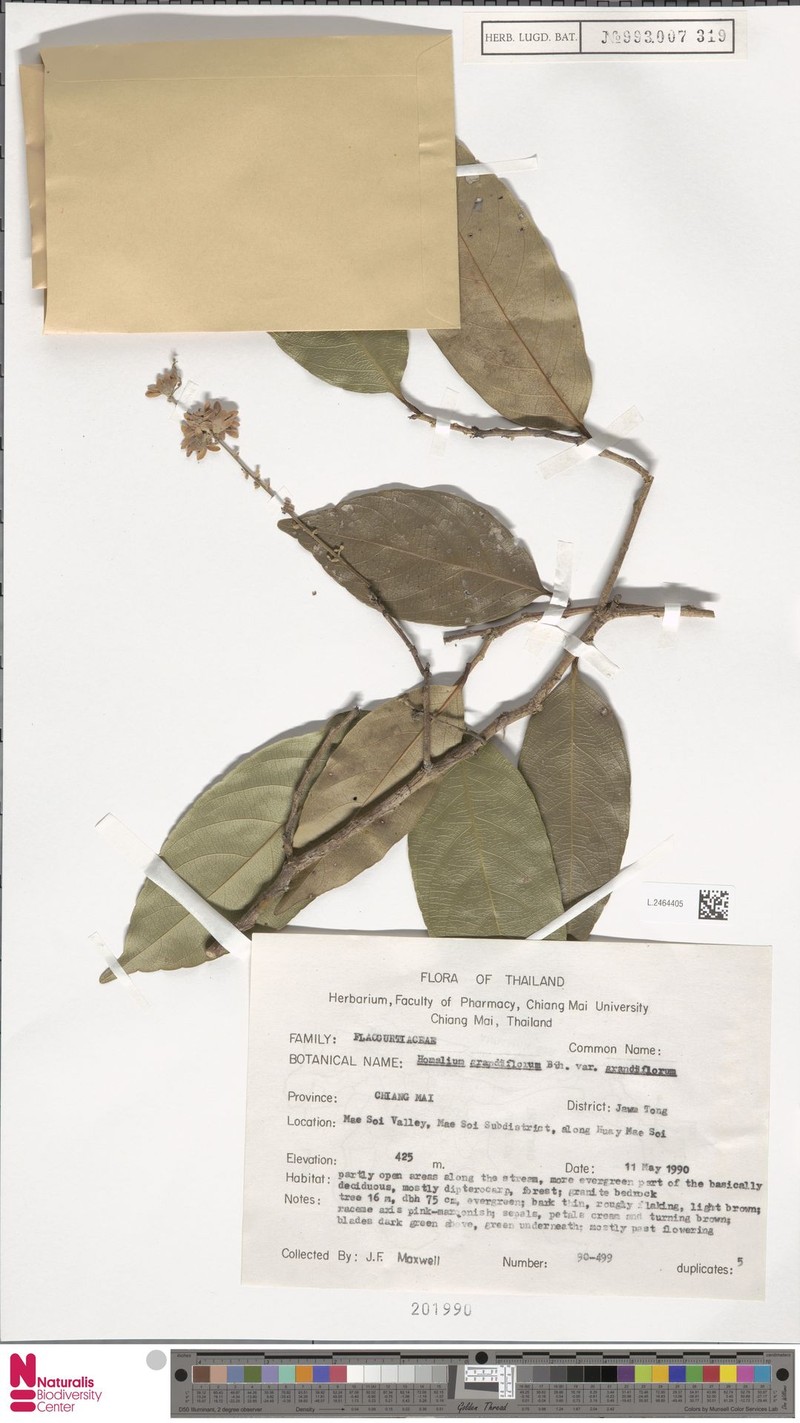 Homalium grandiflorum photo 5