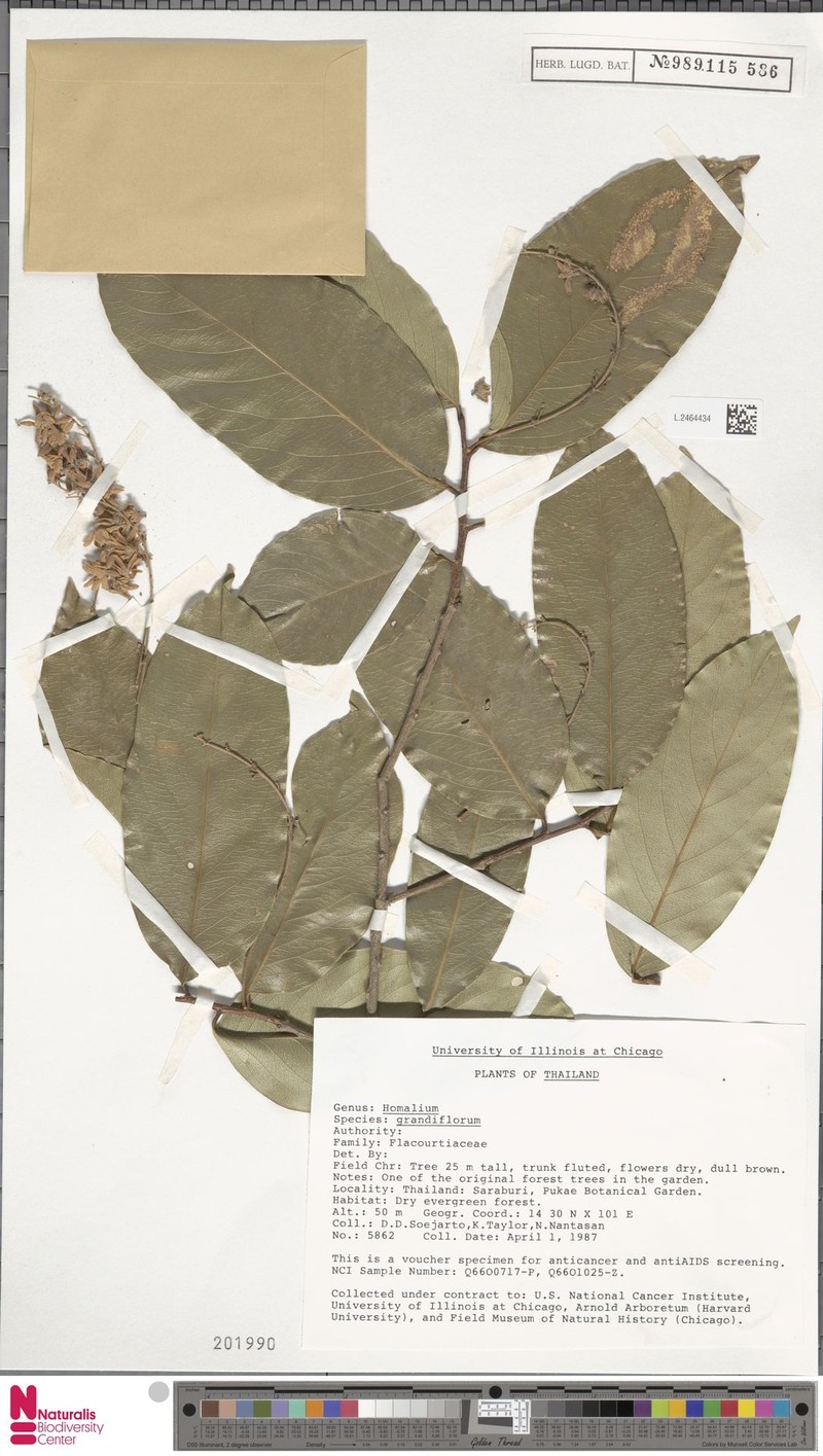 Homalium grandiflorum photo 6
