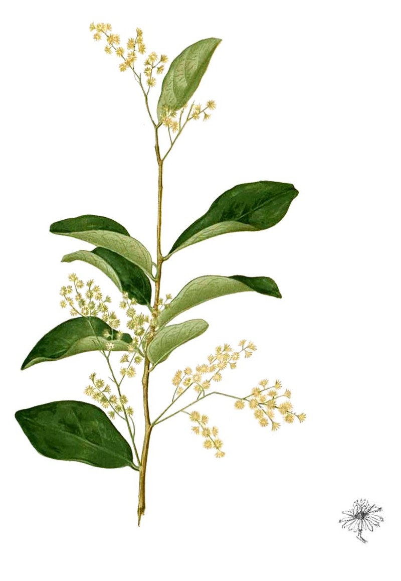 Homalium grandiflorum