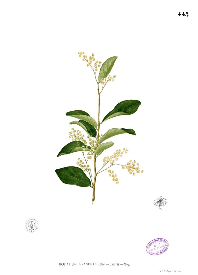 Homalium grandiflorum photo 7