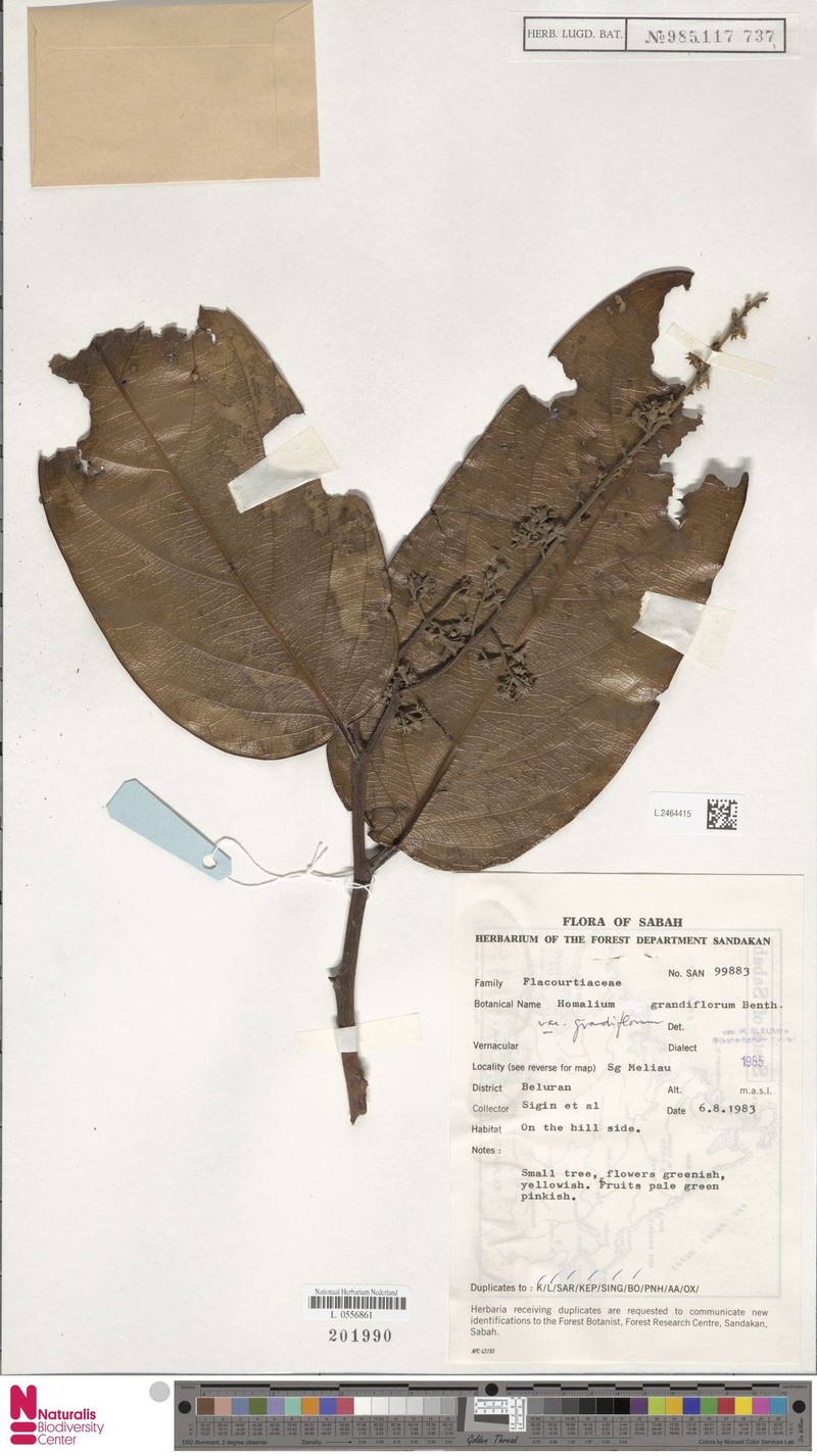 Homalium grandiflorum var. grandiflorum photo 2