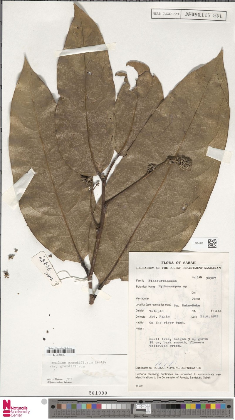 Homalium grandiflorum var. grandiflorum photo 3