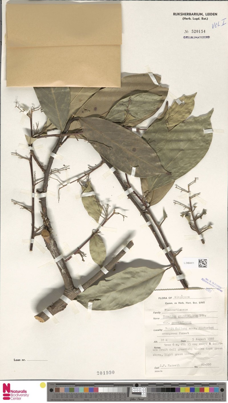 Homalium grandiflorum var. grandiflorum photo 4