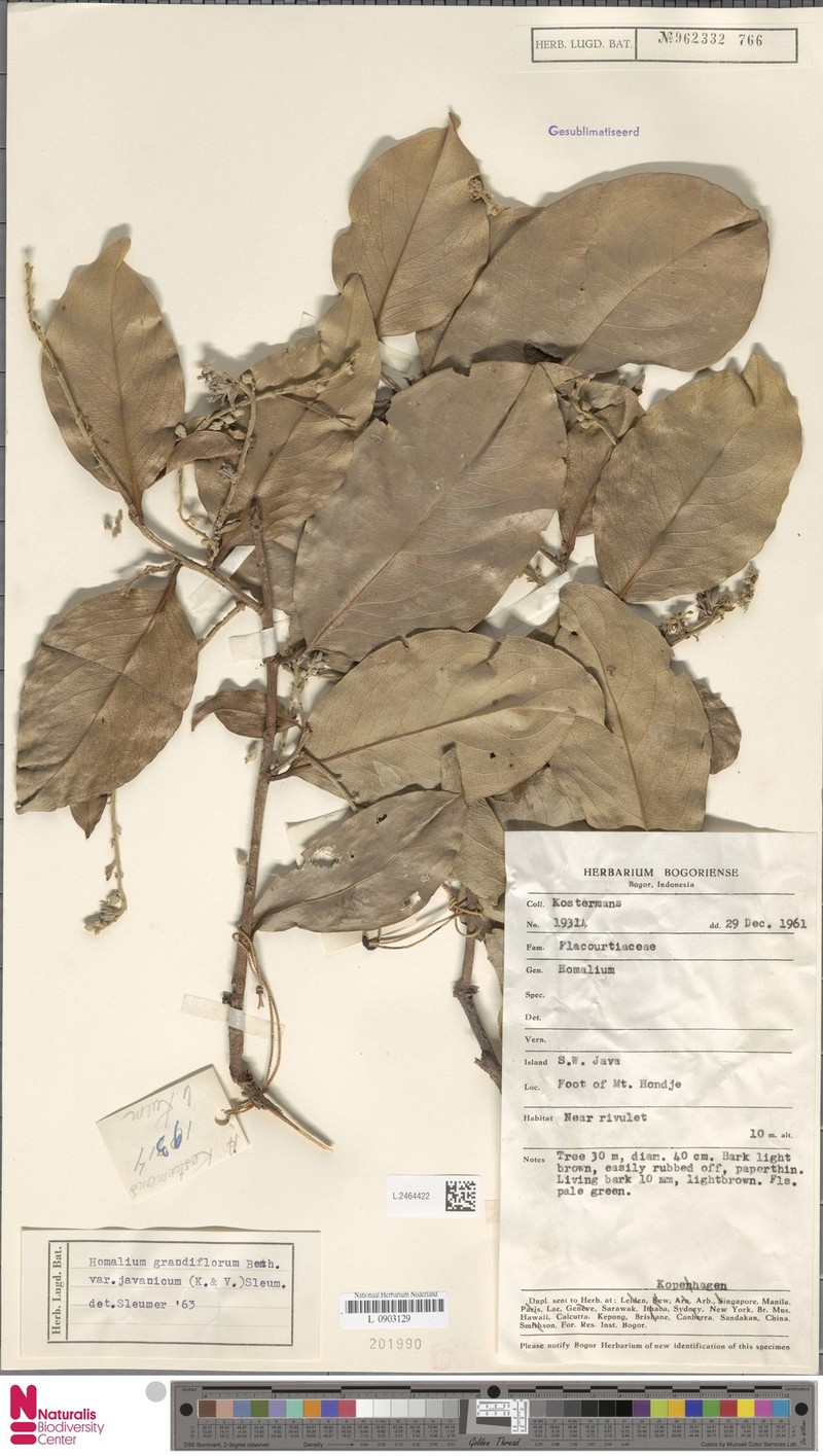 Homalium grandiflorum var. javanicum