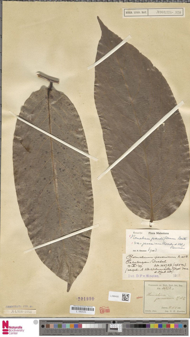 Homalium grandiflorum var. javanicum photo 2