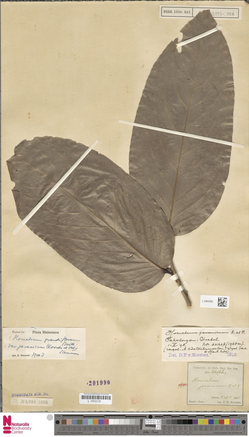 Homalium grandiflorum var. javanicum photo 3