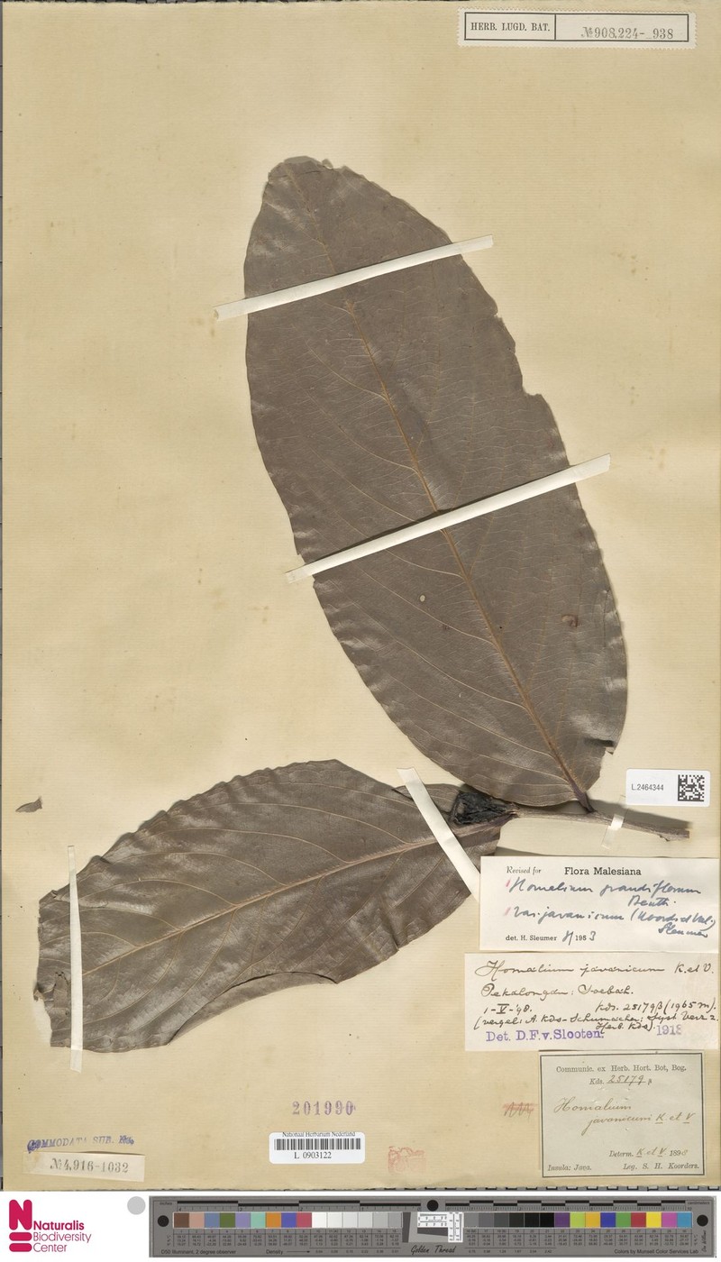 Homalium grandiflorum var. javanicum photo 4