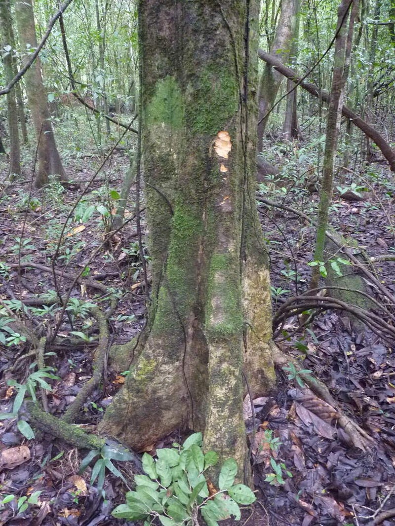 Homalium guianense